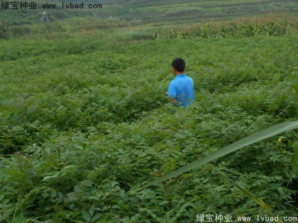 <a href='https://www.lvbad.com/linmuzhongzi/2199.html' target='_blank'>黄柏</a><a href='https://www.lvbad.com/' target='_blank'>种子</a>