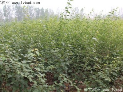 青榨槭种子