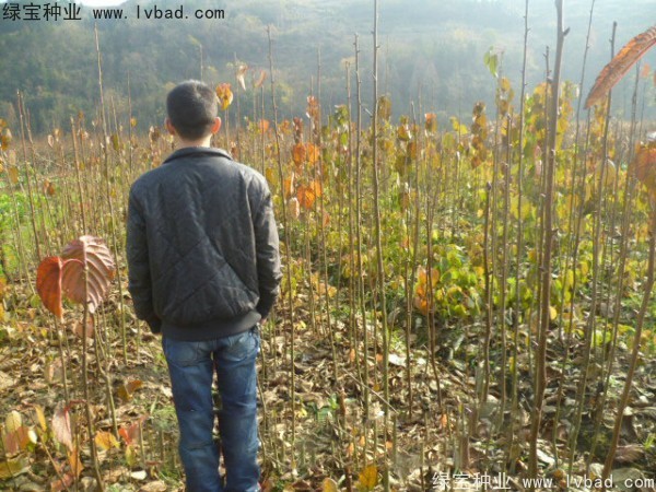 <a href='https://www.lvbad.com/linmuzhongzi/2203.html' target='_blank'>珙桐种子</a>