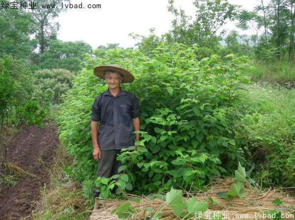 <a href='https://www.lvbad.com/linmuzhongzi/2205.html' target='_blank'>拐枣</a><a href='https://www.lvbad.com/' target='_blank'>种子</a> 拐枣<a href='https://www.lvbad.com/' target='_blank'>种子</a>