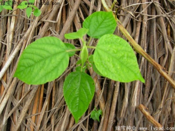 <a href='https://www.lvbad.com/linmuzhongzi/2205.html' target='_blank'>拐枣种子</a>