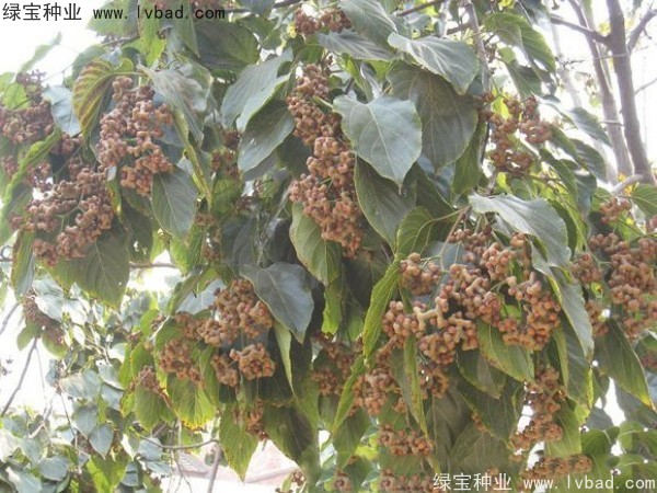 <a href='https://www.lvbad.com/linmuzhongzi/2205.html' target='_blank'>拐枣</a>种子