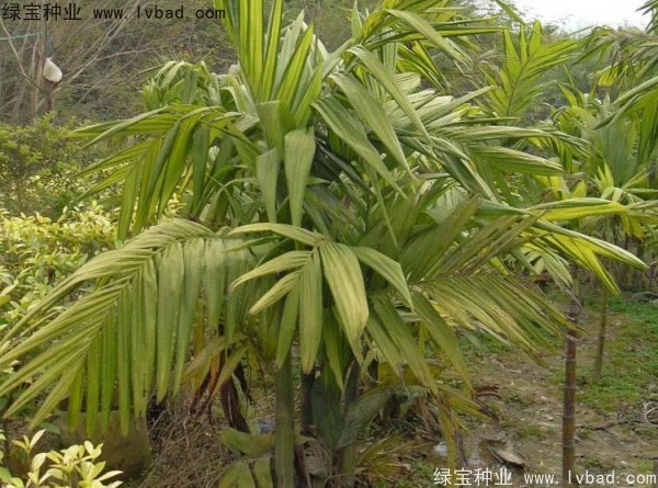 <a href='https://www.lvbad.com/linmuzhongzi/2207.html' target='_blank'>槟榔种子</a>
