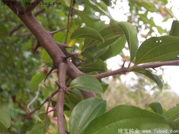 马甲子种子 马甲子种子