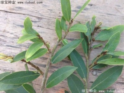中华文母种子