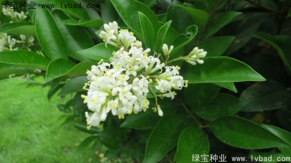<a href='https://www.lvbad.com/linmuzhongzi/2213.html' target='_blank'>日本女贞</a><a href='https://www.lvbad.com/' target='_blank'>种子</a>