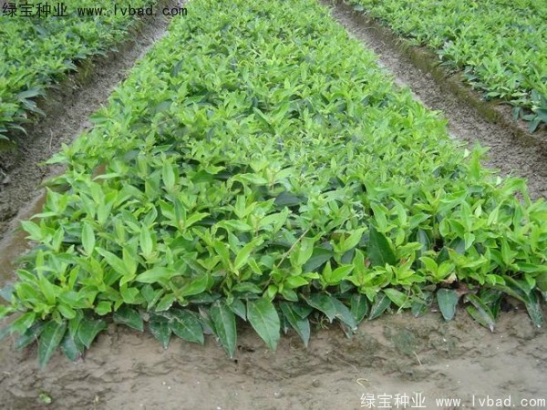<a href='https://www.lvbad.com/linmuzhongzi/2213.html' target='_blank'>日本女贞种子</a>