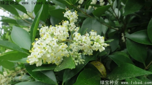 <a href='https://www.lvbad.com/linmuzhongzi/2213.html' target='_blank'>日本女贞种子</a>