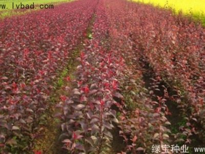 紫叶稠李种子