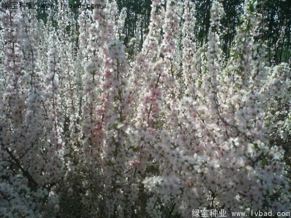 钙果种子 钙果种子