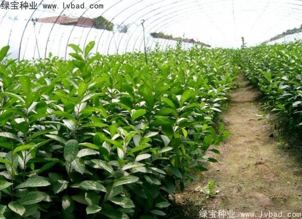 钙果种子 钙果种子