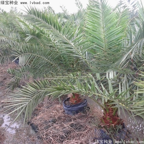 <a href='https://www.lvbad.com/linmuzhongzi/2221.html' target='_blank'>加拿利海枣种子</a>
