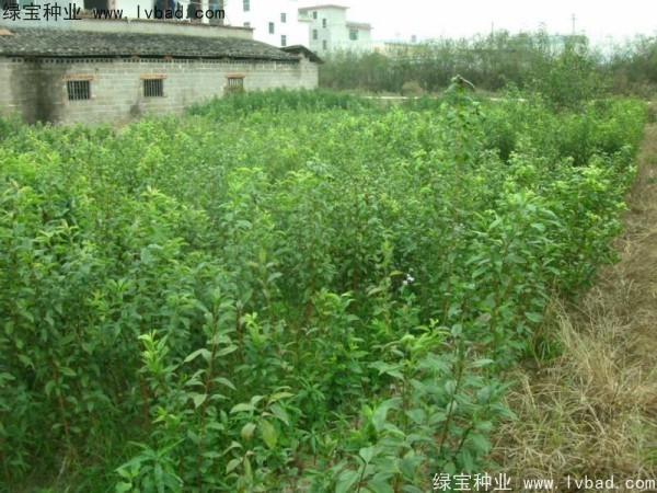 <a href='https://www.lvbad.com/linmuzhongzi/2231.html' target='_blank'>李子种子</a>