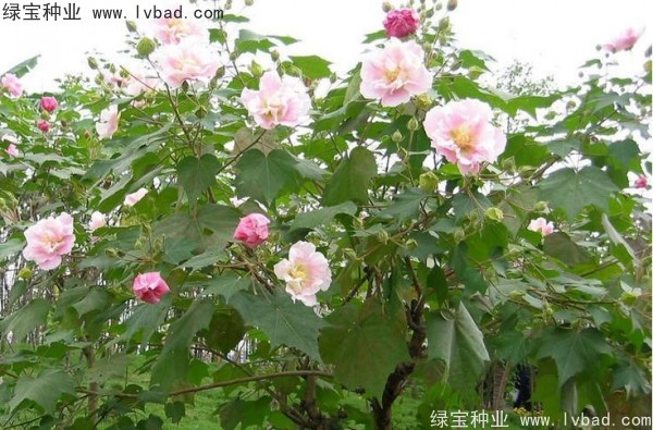 <a href='https://www.lvbad.com/linmuzhongzi/2233.html' target='_blank'>木芙蓉</a><a href='https://www.lvbad.com/' target='_blank'>种子</a>