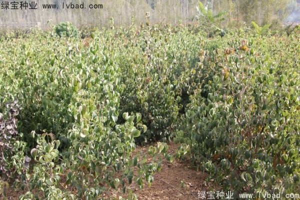 <a href='https://www.lvbad.com/linmuzhongzi/2240.html' target='_blank'>四照花种子</a>