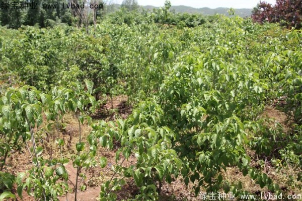 四照花<a href='https://www.lvbad.com/' target='_blank'>种子</a>