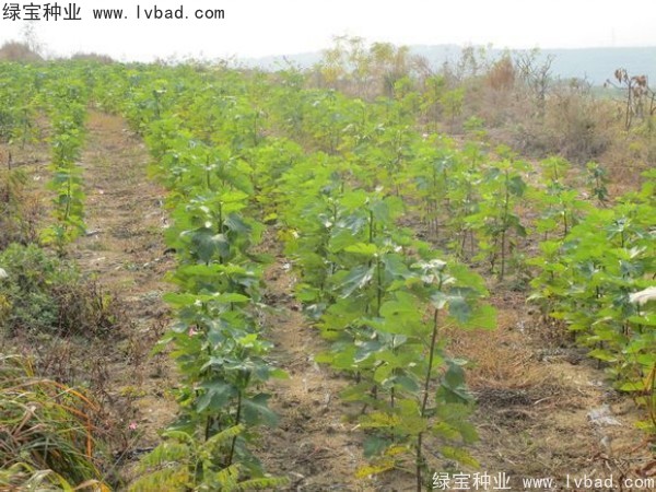 无花果种子 无花果种子