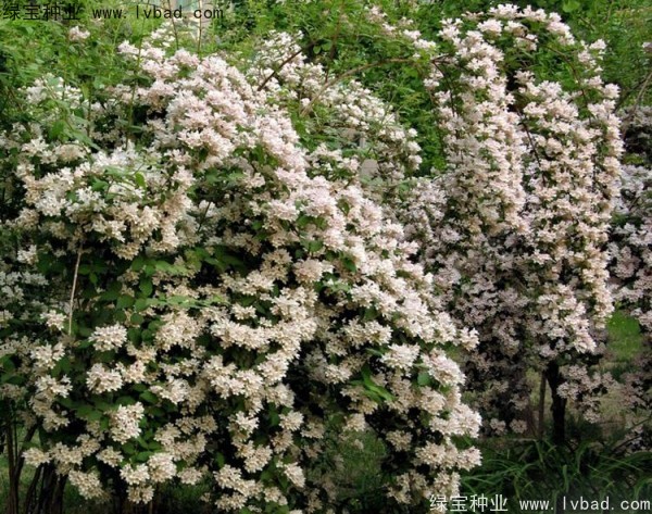 <a href='https://www.lvbad.com/linmuzhongzi/2246.html' target='_blank'>猬实</a><a href='https://www.lvbad.com/' target='_blank'>种子</a>