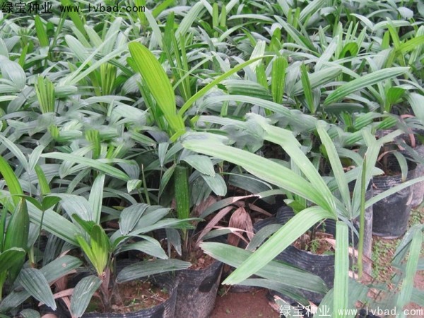 棕竹种子