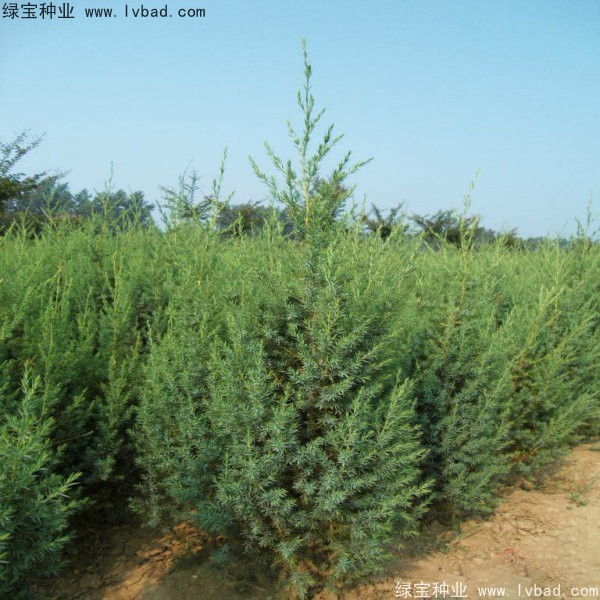 <a href='https://www.lvbad.com/linmuzhongzi/2260.html' target='_blank'>柏木种子</a>