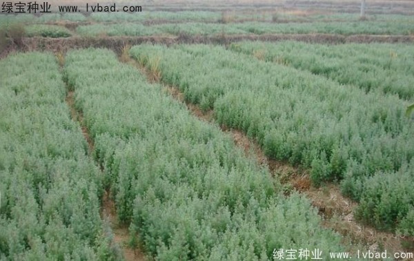 <a href='https://www.lvbad.com/linmuzhongzi/2260.html' target='_blank'>柏木种子</a>