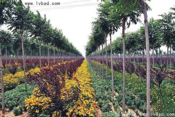 <a href='https://www.lvbad.com/linmuzhongzi/2263.html' target='_blank'>火炬种子</a> <a href='https://www.lvbad.com/linmuzhongzi/2263.html' target='_blank'>火炬种子</a>