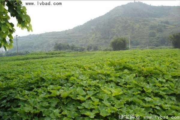 麻疯树<a href='https://www.lvbad.com/' target='_blank'>种子</a>