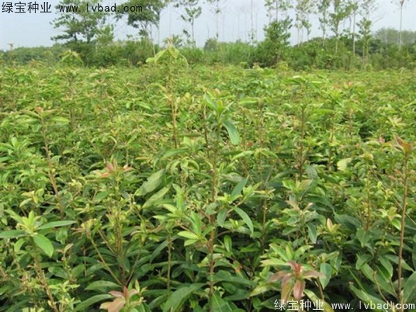 <a href='https://www.lvbad.com/linmuzhongzi/2265.html' target='_blank'>木荷</a><a href='https://www.lvbad.com/' target='_blank'>种子</a>