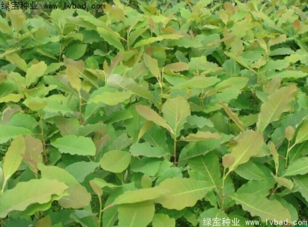 <a href='https://www.lvbad.com/linmuzhongzi/2271.html' target='_blank'>日本厚朴种子</a>