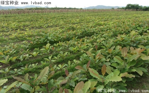 <a href='https://www.lvbad.com/linmuzhongzi/2271.html' target='_blank'>日本厚朴种子</a>