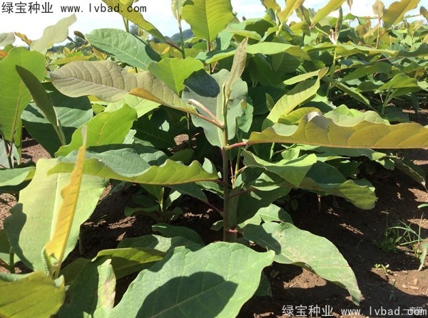 日本<a href='https://www.lvbad.com/linmuzhongzi/1703.html' target='_blank'>厚朴种子</a>