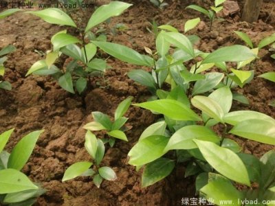 天竺桂种子
