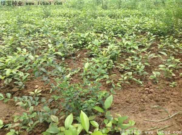 天竺桂种子 天竺桂种子