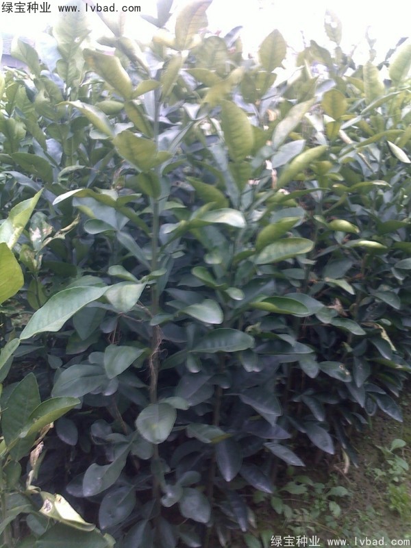 香泡<a href='https://www.lvbad.com/' target='_blank'>种子</a>