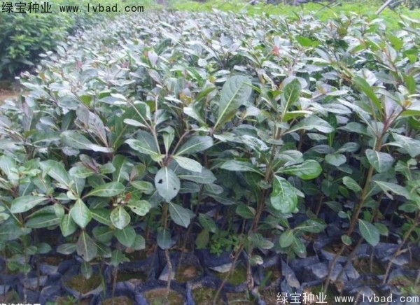 <a href='https://www.lvbad.com/linmuzhongzi/2281.html' target='_blank'>小叶榄仁种子</a>