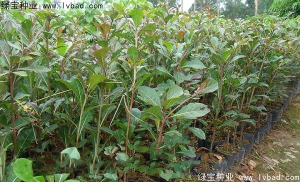 小叶榄仁<a href='https://www.lvbad.com/' target='_blank'>种子</a>