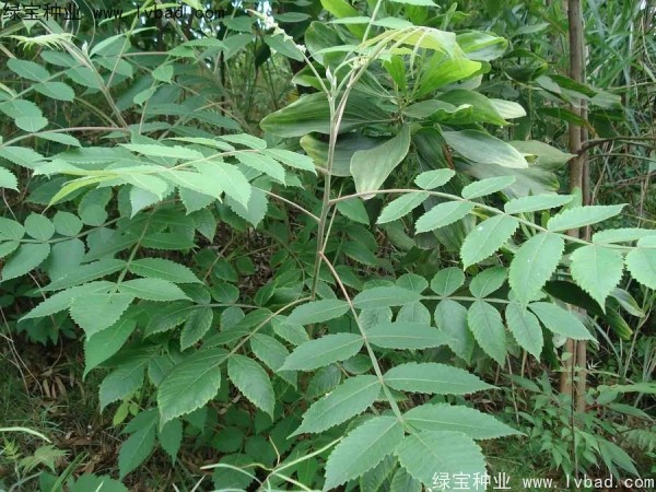 <a href='https://www.lvbad.com/linmuzhongzi/2283.html' target='_blank'>盐肤木种子</a>