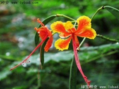 洋金凤种子
