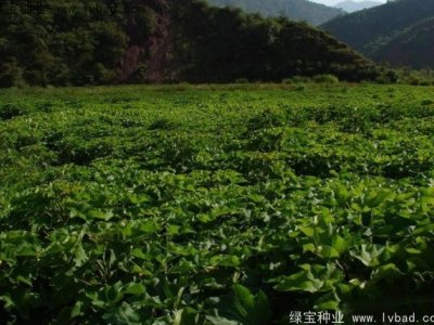 油桐种子