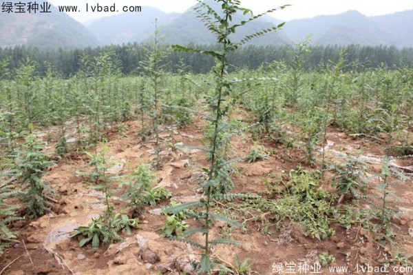 <a href='https://www.lvbad.com/linmuzhongzi/2287.html' target='_blank'>中皂角</a><a href='https://www.lvbad.com/' target='_blank'>种子</a>