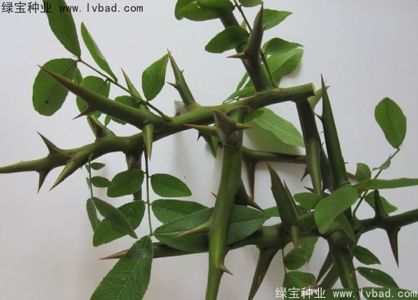 中<a href='https://www.lvbad.com/linmuzhongzi/1776.html' target='_blank'>皂角</a>种子