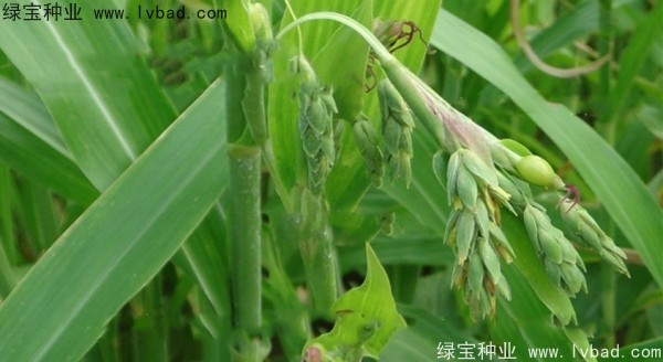 <a href='https://www.lvbad.com/yaocaizhongzi/2302.html' target='_blank'>薏米种子</a>