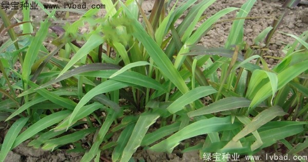 <a href='https://www.lvbad.com/yaocaizhongzi/2302.html' target='_blank'>薏米种子</a>