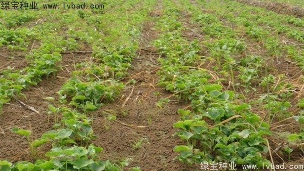 <a href='https://www.lvbad.com/yaocaizhongzi/2303.html' target='_blank'>天南星种子</a> 天南星<a href='https://www.lvbad.com/' target='_blank'>种子</a>