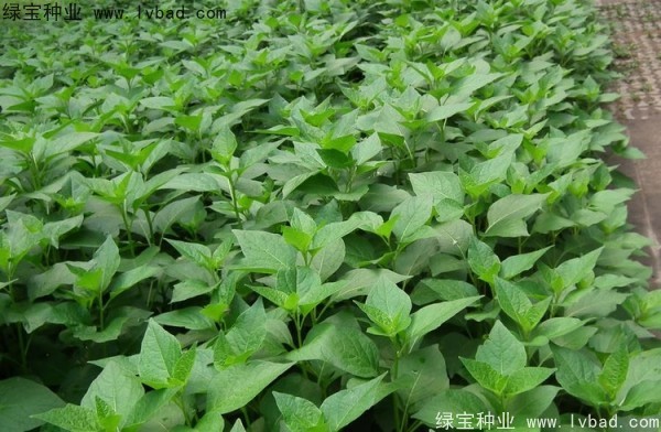 <a href='https://www.lvbad.com/yaocaizhongzi/2306.html' target='_blank'>锦灯笼种子</a> <a href='https://www.lvbad.com/yaocaizhongzi/2306.html' target='_blank'>锦灯笼</a><a href='https://www.lvbad.com/' target='_blank'>种子</a>