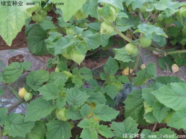 <a href='https://www.lvbad.com/yaocaizhongzi/2306.html' target='_blank'>锦灯笼</a><a href='https://www.lvbad.com/' target='_blank'>种子</a> <a href='https://www.lvbad.com/yaocaizhongzi/2306.html' target='_blank'>锦灯笼种子</a>