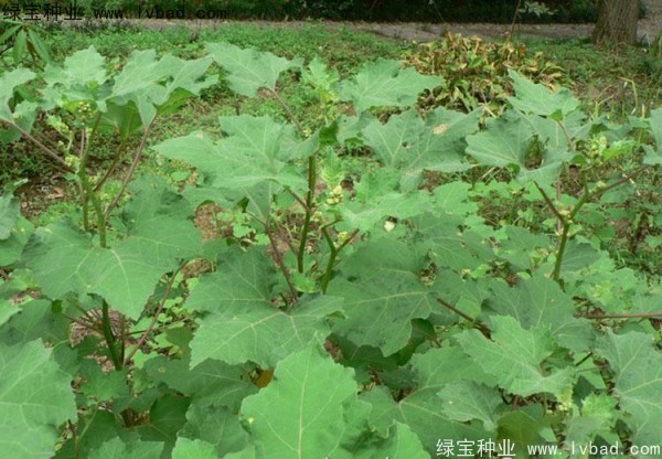 苍耳子<a href='https://www.lvbad.com/' target='_blank'>种子</a>