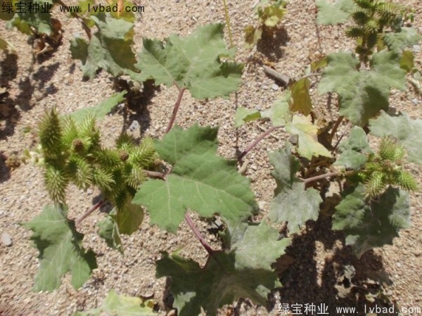 <a href='https://www.lvbad.com/yaocaizhongzi/2313.html' target='_blank'>苍耳子种子</a>