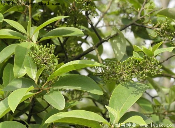 荜澄茄<a href='https://www.lvbad.com/' target='_blank'>种子</a> 荜澄茄<a href='https://www.lvbad.com/' target='_blank'>种子</a>