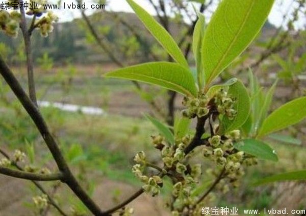 <a href='https://www.lvbad.com/yaocaizhongzi/2315.html' target='_blank'>荜澄茄种子</a> <a href='https://www.lvbad.com/yaocaizhongzi/2315.html' target='_blank'>荜澄茄种子</a>